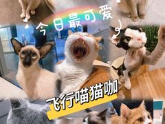 -飞行喵MR PILOT|猫舍·猫咖(静安大融城店)