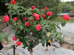 -东莞植物园
