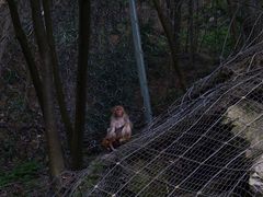 -黔灵山公园