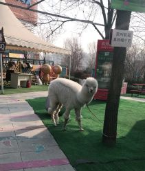 -萌宠亲子动物乐园(槐房万达店)