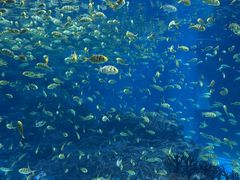 -海合安成都极地海洋公园
