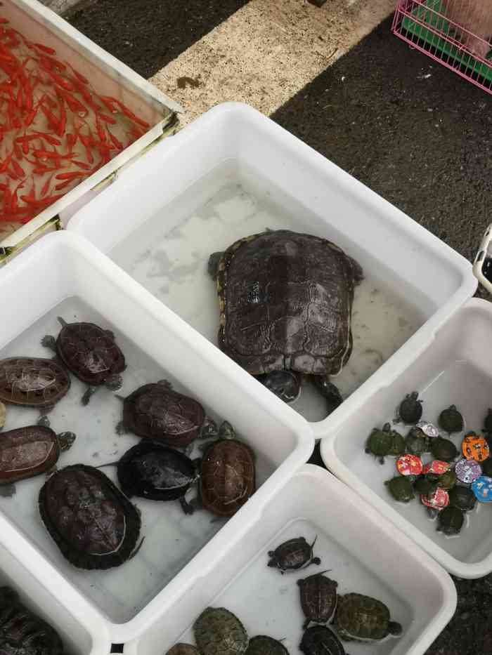 四川省大兴花卉观赏鱼批发市场-"花和鱼都有 停车也很方便各种好看的