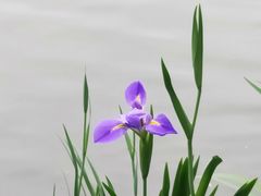 -大荣华酒楼(元朗老店)