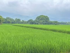 -良渚古城遗址公园