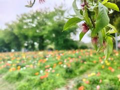 -鹅湖玫瑰文化园