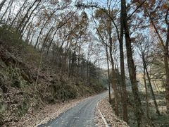 -素山寺森林公园