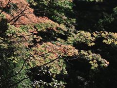 -北海道神宫