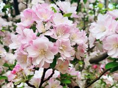 -海棠花溪(元大都城垣遗址公园)