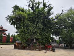 -大槐树寻根祭祖园