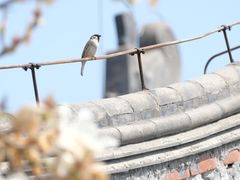 -天津大悲禅院