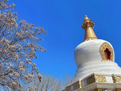 -护国法轮寺