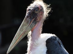 -杭州野生动物世界