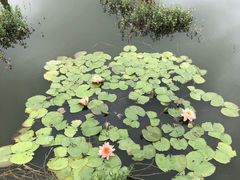 -同銮特种养殖场·龙虾垂钓