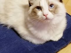 -猫大福·Fortune Cat猫舍(百子湾店)
