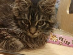 -屋虎猫馆(宝安大仟里店)