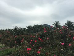 -亚龙湾国际玫瑰谷