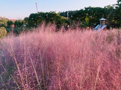 -大塘金香草谷