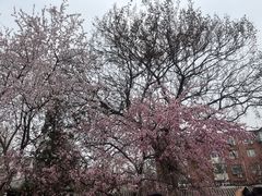 -桃花堤公园