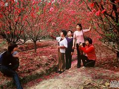 -南国桃园旅游度假区