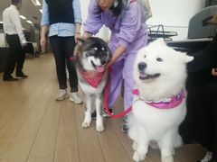 -上海西上海奥杰奥迪汽车销售有限公司(真如店)