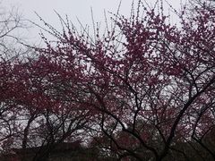 -杭州植物园
