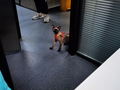 -伟伟宠物医院·CT影像中心·瑞派犬猫综合性门诊(汉口总院)
