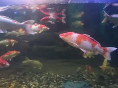 -青岛海底世界-水族馆