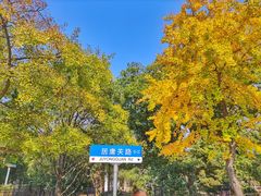 -八大关景区