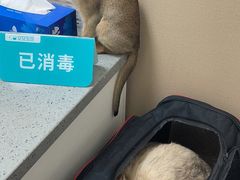 -安安宠医·臻爱宠物医院·宠保定点(营门口路分院)