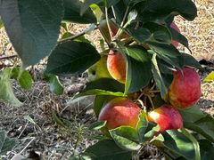 -北纬44度·金珠花海休闲农业旅游景区