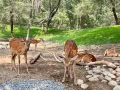 -北京野生动物园