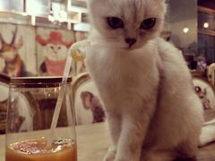 -共舞时光猫咖·狗咖(新街口店)