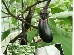 -马陆小张葡萄园农家乐