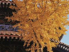 -延庆观