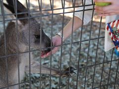 -费瑟代尔野生动物园