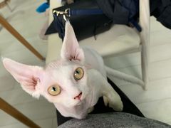 -喵的天空名猫咖啡馆·撸猫·猫舍·用品