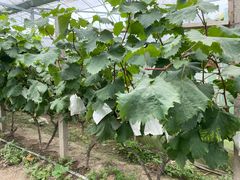 -马陆小张葡萄园农家乐