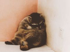 -浣熊柯尔鸭土拨鼠·电玩咖