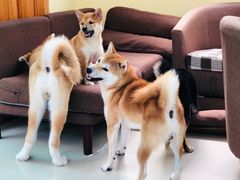 -喜柴咖啡·柴犬狗咖