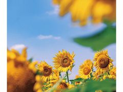 -花开海上生态园