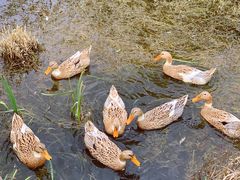 -田园东方蜜桃村的田野营地