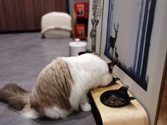 -咖法森林·咖啡  酒吧(天河店)