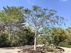 -亚龙湾国际玫瑰谷