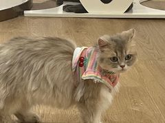 -1013 PET SHOP精品宠物商店(丁香店)