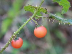 -七步香云南山里菜(昆明老街店)