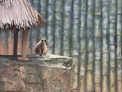 -深圳野生动物园