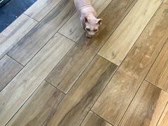 -拜鲁耶动物诊疗中心·宠家动物医院