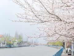 -高东镇樱花园