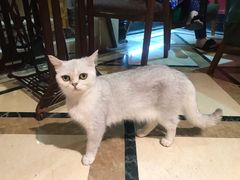 -猫色咖啡·猫咖