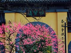 -红梅公园